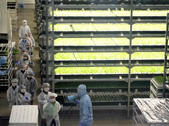 水耕栽培で植物が育つ工場内を見学する児童ら＝土岐市下石町西山、東海西濃運輸