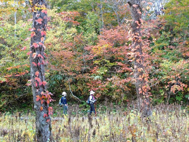 湿原を囲む広葉樹の森は紅葉が深まる＝飛騨市河合町天生、天生湿原