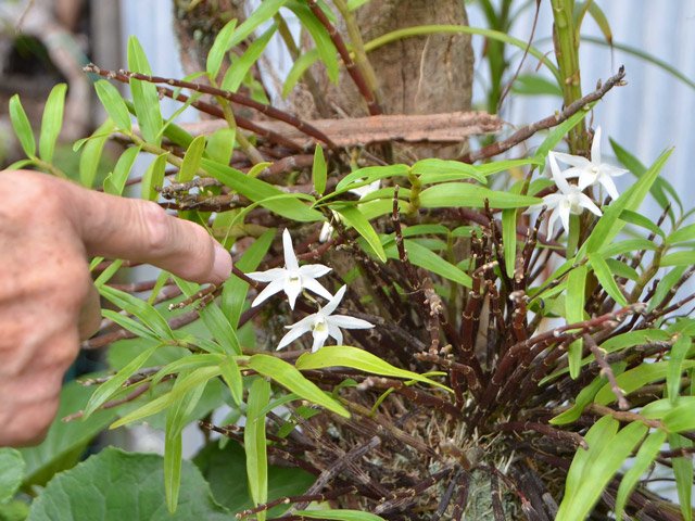 「こんな時期にセッコクの花が咲くのは初めて」と話す佐藤操さん＝美濃市吉川町