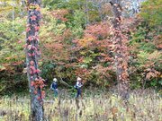 湿原を囲む広葉樹の森は紅葉が深まる＝飛騨市河合町天生、天生湿原