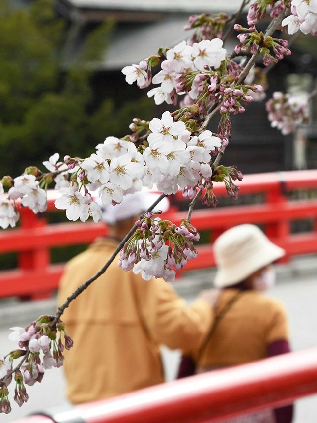 １０日に開花した高山市の標準木の桜＝同市片原町