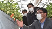 ＪＡにしみの大垣市いちご組合の伊藤義隆組合長（右）の畑を見学するイオンリテールの中野直浩さん（中央）ら＝大垣市北方町