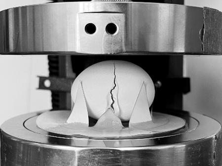 　米マサチューセッツ工科大などの研究チームによる圧縮実験で割れた卵（研究チーム提供）