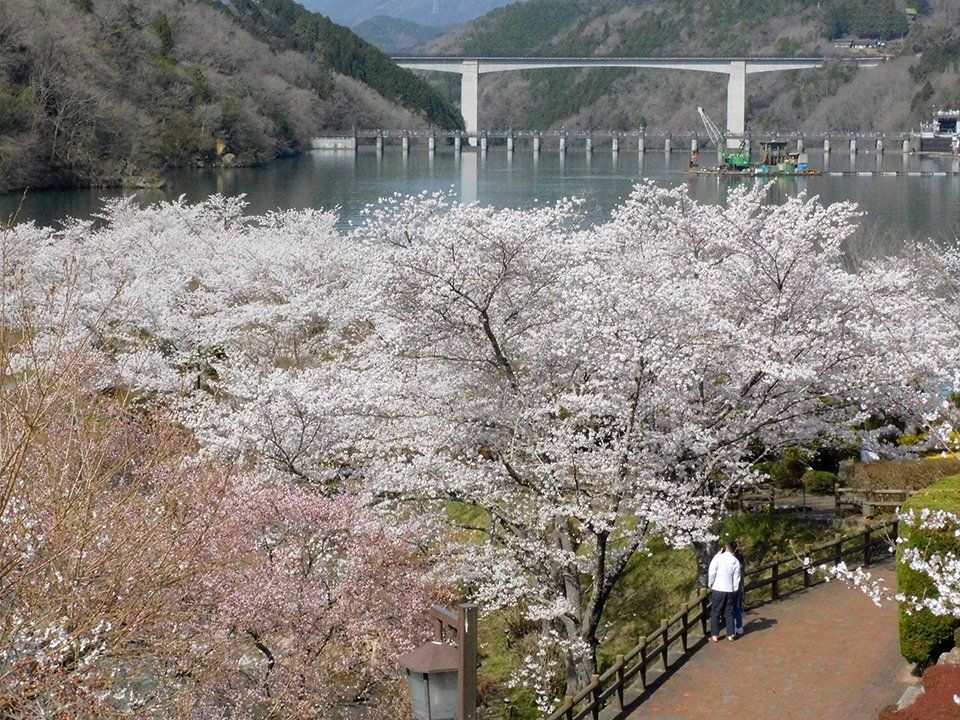 見頃を迎えた恵那峡さざなみ公園の桜＝恵那市大井町