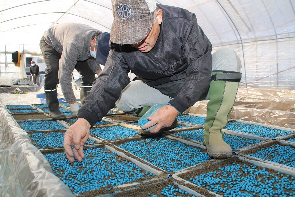 育苗箱に枝豆の種をまく組合のメンバー＝岐阜市菅生