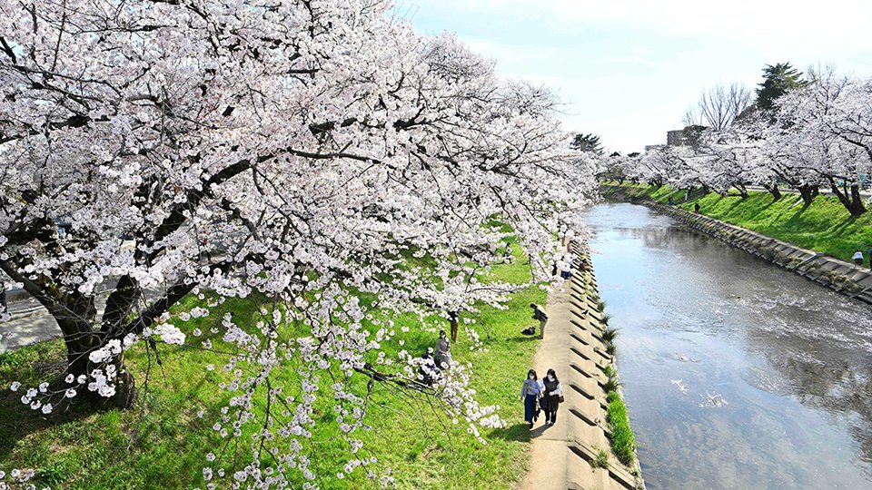 見頃を迎えた百十郎桜＝１日午後３時５分、岐阜県各務原市、新境川