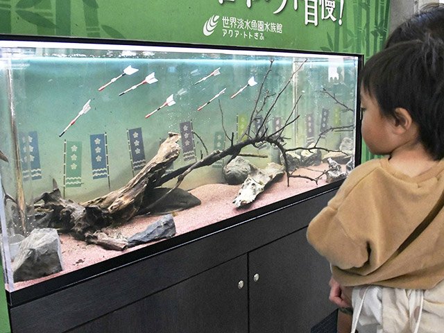 体表が硬い魚を展示した水槽をのぞき込む来場者＝各務原市川島笠田町、世界淡水魚園水族館アクア・トトぎふ