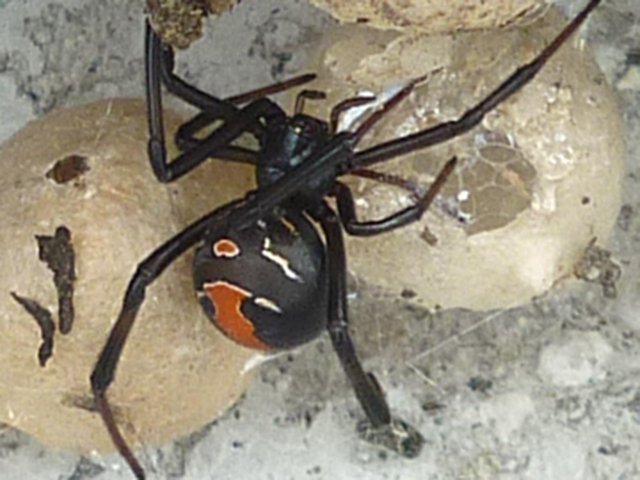 セアカゴケグモ＝資料写真（県提供）