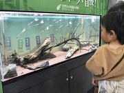 体表が硬い魚を展示した水槽をのぞき込む来場者＝各務原市川島笠田町、世界淡水魚園水族館アクア・トトぎふ