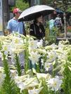 　「とっとり花回廊」で見頃を迎えたユリを楽しむ来場者＝７日午前、鳥取県南部町