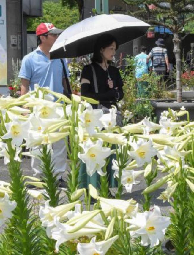 　「とっとり花回廊」で見頃を迎えたユリを楽しむ来場者＝７日午前、鳥取県南部町