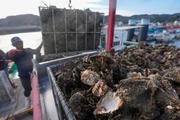 　広島県呉市沖で水揚げされた養殖カキ。大量死の影響でほとんどが商品にならないという＝１８日午前