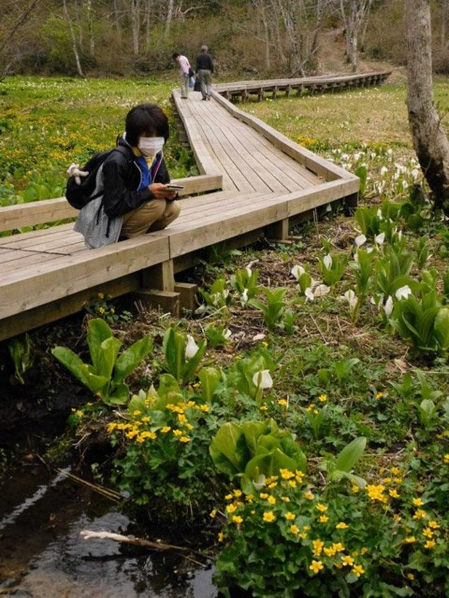 水辺を彩るリュウキンカとミズバショウ＝飛騨市宮川町、池ケ原湿原