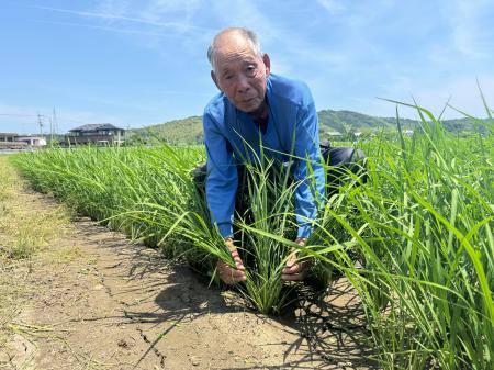 　田植え１回でコメを２度収穫する「再生二期作」に取り組む西尾茂美さん＝６月、徳島県阿南市