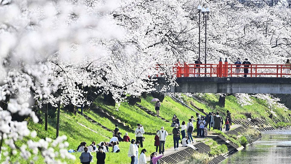見頃を迎えた百十郎桜＝１日午後３時２４分、岐阜県各務原市、新境川