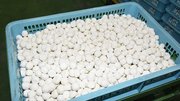 ゴキブリキャップに使われるゴキブリ団子＝揖斐郡池田町片山、タニサケ