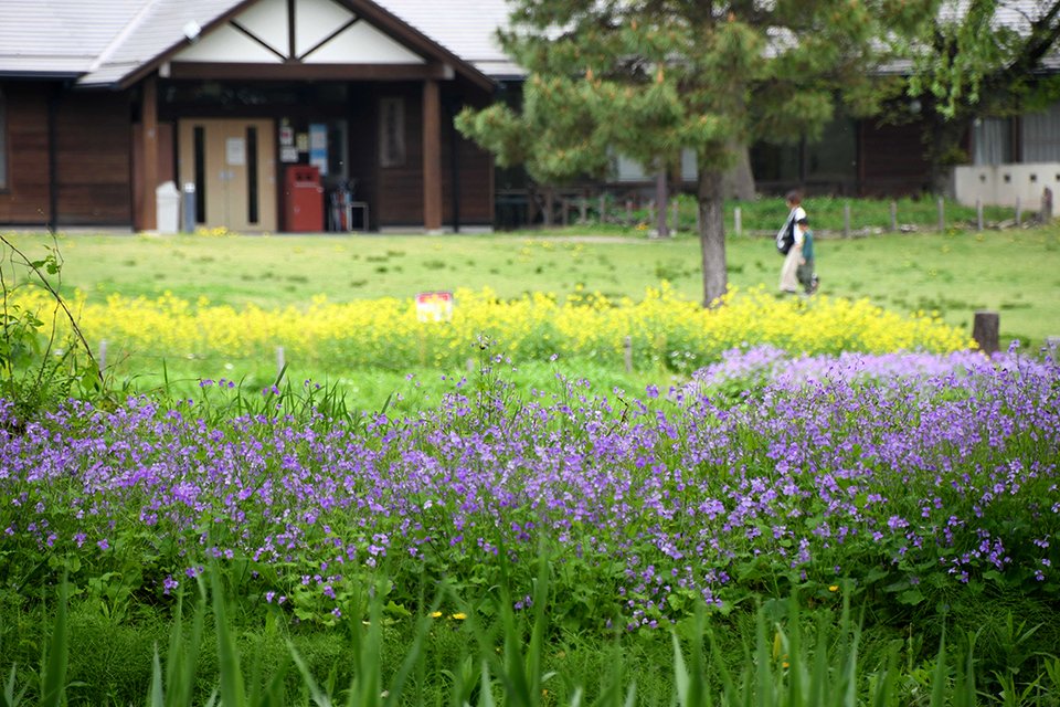咲き誇るムラサキハナナ（手前）とカラシナ＝各務原市川島笠田町、木曽川水園