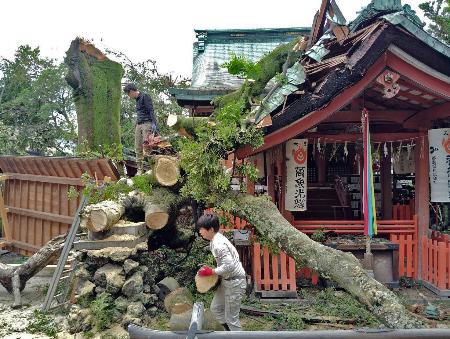 　倒れた武信稲荷神社の樹齢８５０年とされる神木＝２５日、京都市中京区（同神社提供）