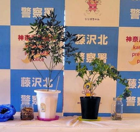 　神奈川県警が押収した大麻草＝９日、神奈川県藤沢市