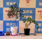 　神奈川県警が押収した大麻草＝９日、神奈川県藤沢市