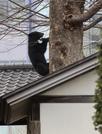 　寺の敷地に入り込んだクマ＝２日、盛岡市