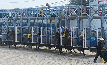 スタートダッシュだ、出遅れるな。ゲートオープンとともに一斉に飛び出す競走馬。先行激化の笠松競馬で、騎手たちが手綱さばきを競う