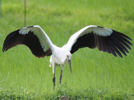 　巣立ち直後のコウノトリの幼鳥＝３日、兵庫県豊岡市（兵庫県立コウノトリの郷公園提供）