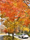 見頃を迎えた飛騨美濃せせらぎ街道沿いの紅葉＝２日午後０時３３分、高山市清見町巣野俣