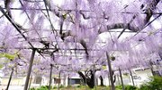 見頃を迎えている竹鼻別院のフジ＝羽島市竹鼻町