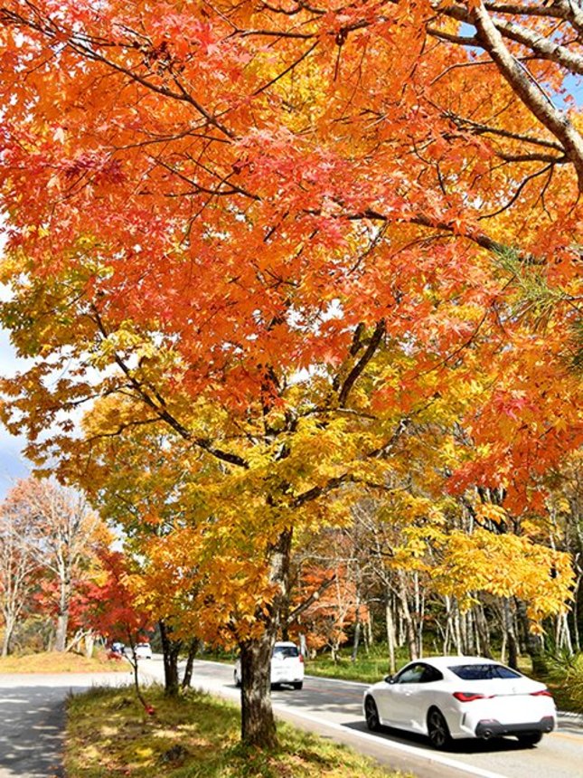 見頃を迎えた飛騨美濃せせらぎ街道沿いの紅葉＝２日午後０時３３分、高山市清見町巣野俣