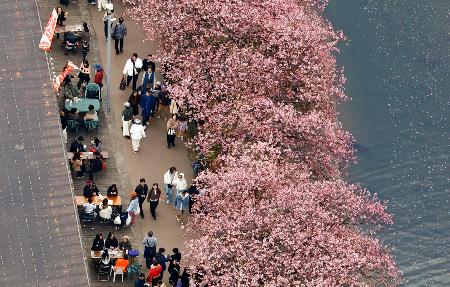 　見頃を迎えた「河津桜」を楽しむ人たち＝２２日午後、静岡県河津町（共同通信社ヘリから）