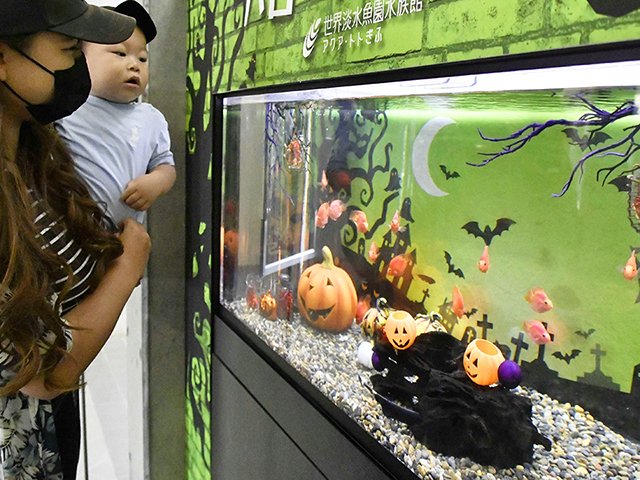 魚たちでハロウィーンパーティーを表現した水槽をのぞき込む親子＝各務原市川島笠田町、世界淡水魚園水族館アクア・トトぎふ