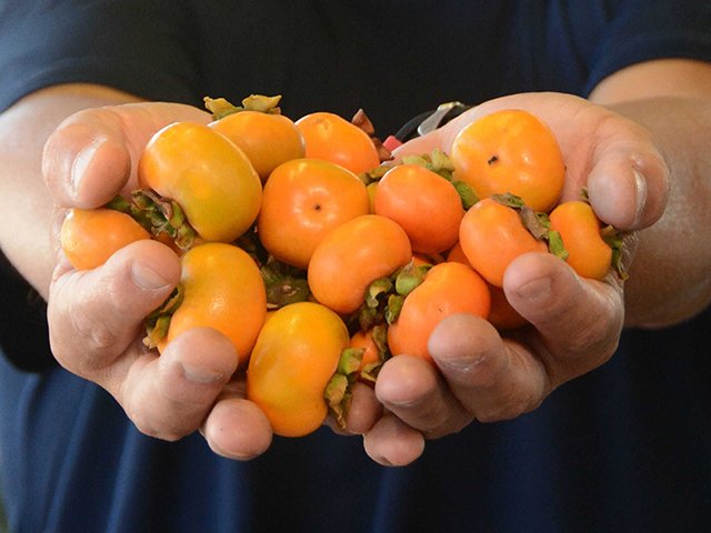一口サイズと小さく、糖度が高い「ベビーパーシモン」＝本巣市上保