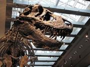 　米ロサンゼルス郡立自然史博物館に展示されたティラノサウルスの頭部。歯が体温推定に利用された（同博物館恐竜研究所提供）