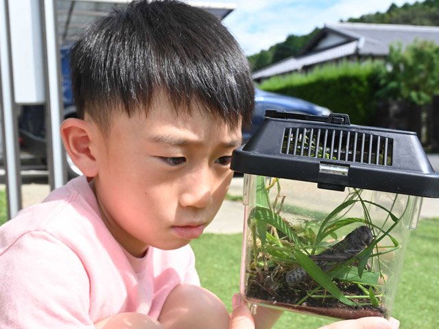 虫かごに入った黒いトノサマバッタを観察する男子児童＝土岐市肥田町