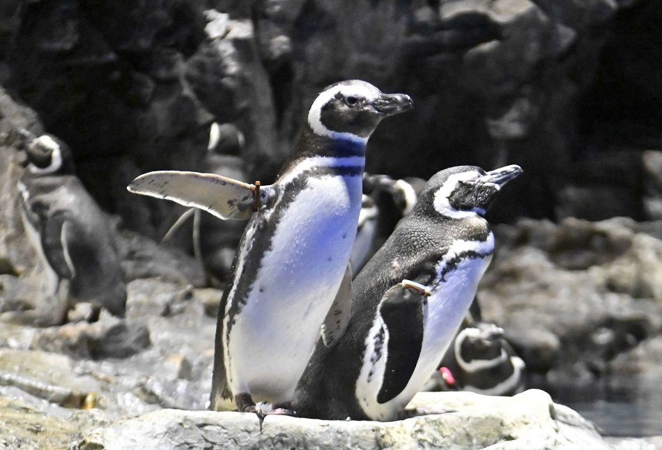かわいらしい姿を見せるマゼランペンギン＝東京都墨田区押上、すみだ水族館