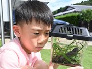虫かごに入った黒いトノサマバッタを観察する男子児童＝土岐市肥田町