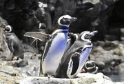かわいらしい姿を見せるマゼランペンギン＝東京都墨田区押上、すみだ水族館