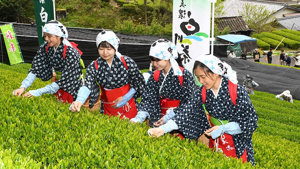 かすりの着物姿で一番茶を摘み取る茶摘み娘＝白川町河東