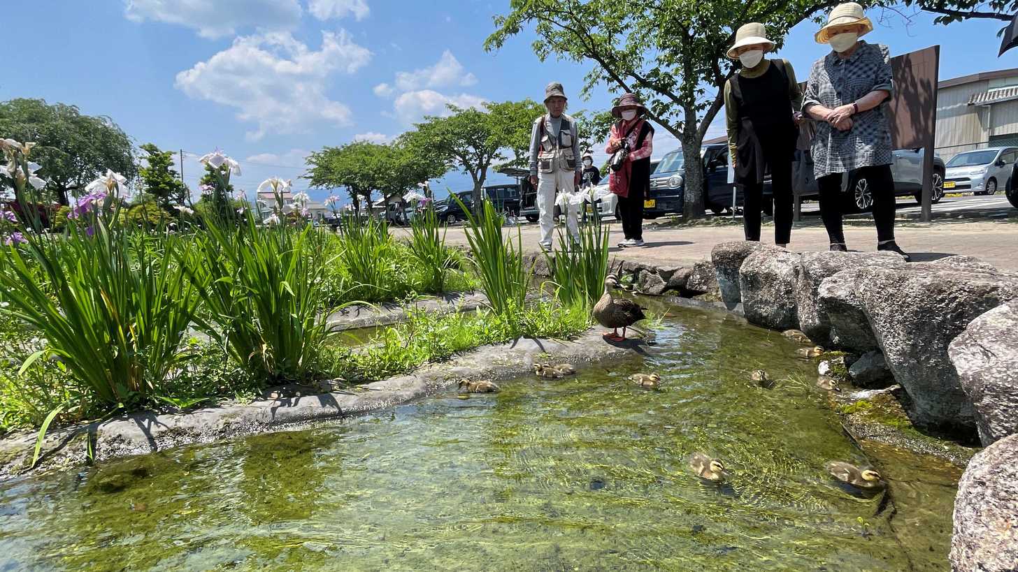 仲むつまじく人工池の中を泳ぐカルガモの親子＝岐阜県神戸町前田、ばら公園いこいの広場