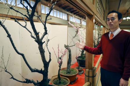 　高知市の老舗料亭「得月楼」の「盆梅」と松岡憲史社長＝２５日