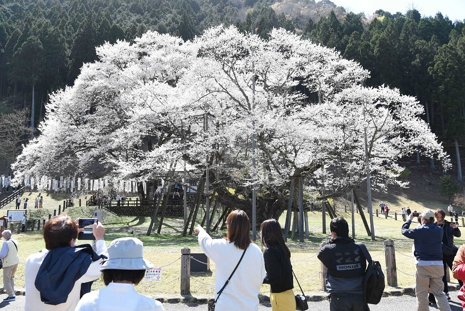 満開となった淡墨桜＝２８日午後、本巣市根尾板所、淡墨公園