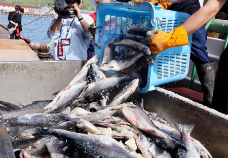 　第６８善龍丸から水揚げされるサケ＝１４日午後、北海道根室市の花咲港