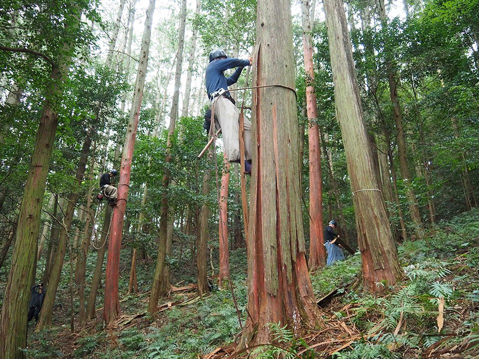 作業見学会では４人の原皮師たちが同時に作業を行った＝山県市、東光寺の寺社林