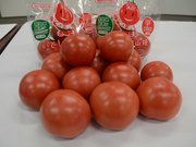 機能性表示食品に認定され、販売が始まった夏秋トマト「いとしろ白山姫」