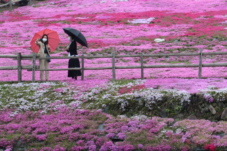 斜面を鮮やかに彩るシバザクラ＝２４日午後０時２８分、岐阜県郡上市明宝奥住