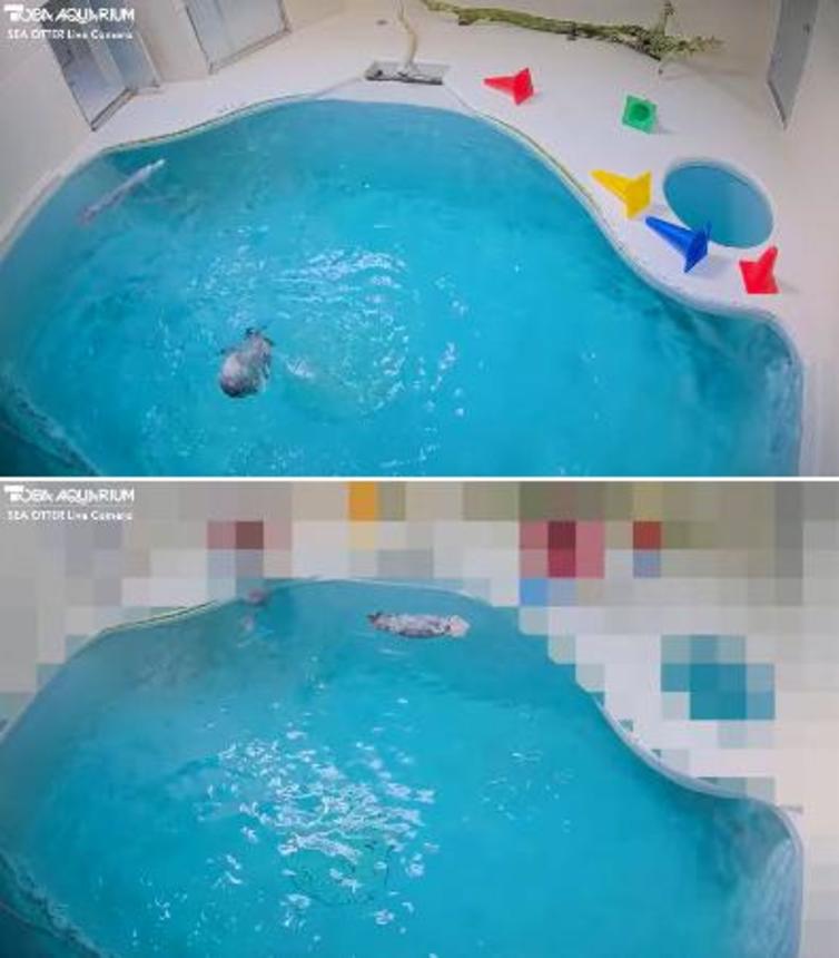 　鳥羽水族館のラッコ水槽のライブ映像（上）。飼育員が立ち入った時はプールサイドをモザイク処理し配信されている（下）。写真提供：鳥羽水族館（ラッコライブカメラより）