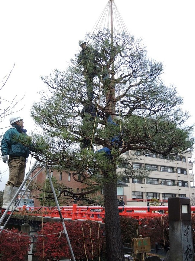 雪つり作業を行う職人ら＝１１月２０日、岐阜県高山市