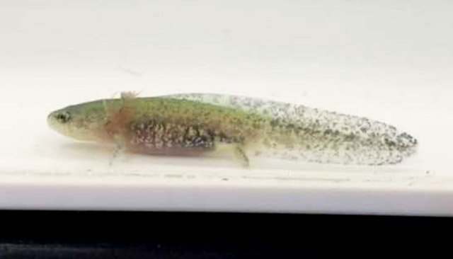 ヤマトサンショウウオの幼生（岐阜高校自然科学部生物班提供）