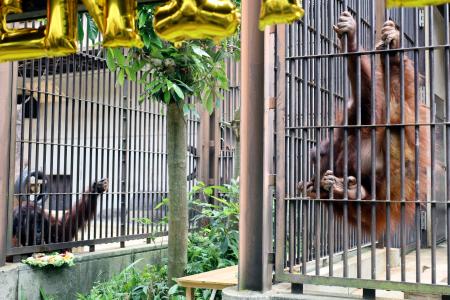 　ボルネオオランウータンの「ハヤト」（左）と「ジェニファー」＝６日午前、愛媛県砥部町